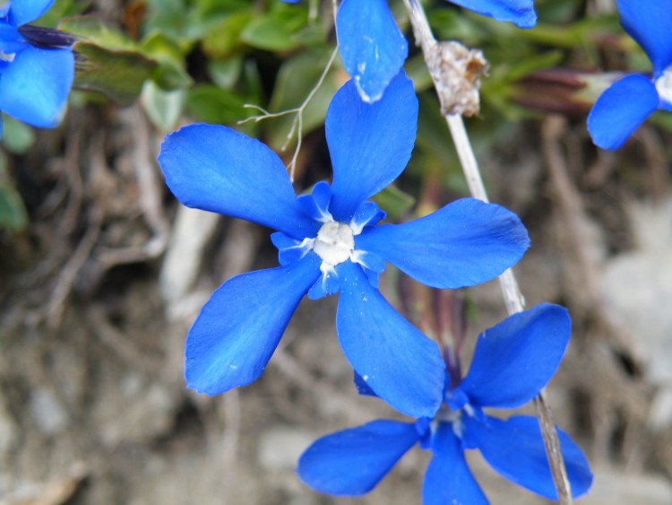 Fonds d'cran Nature Fleurs le rve bleue...