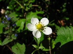 Fonds d'cran Nature Fleur de fraisier sauvage 