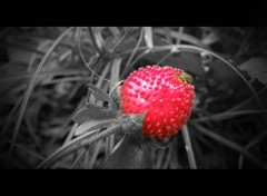 Fonds d'cran Nature Fraise des bois...