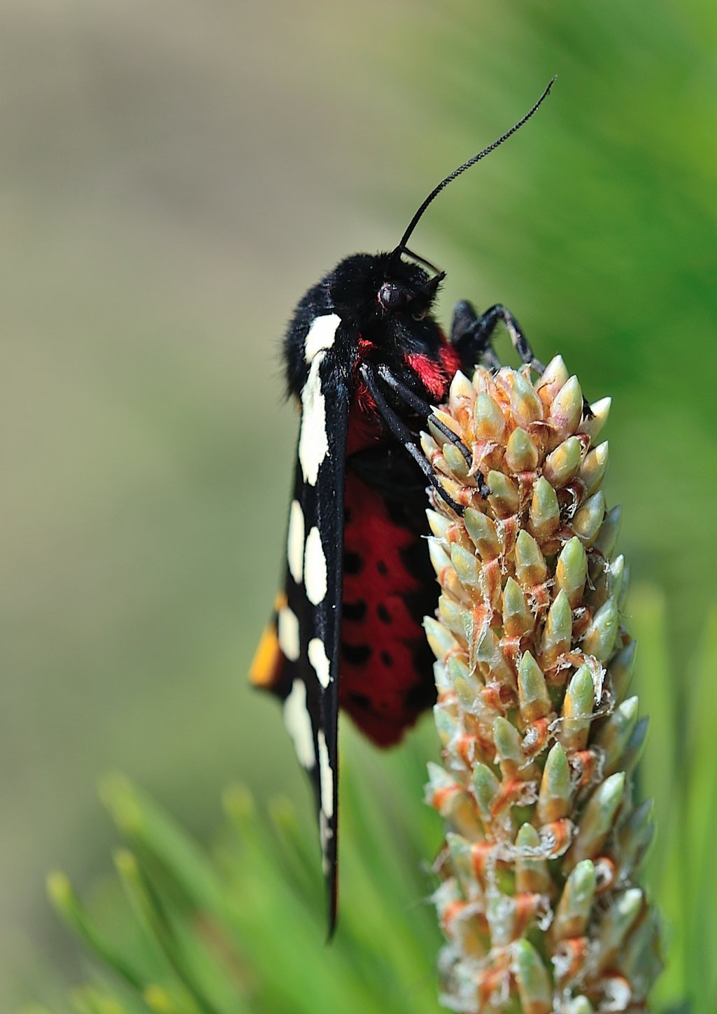 Wallpapers Animals Insects - Butterflies Ecaille fermire sur un bourgeon de pin