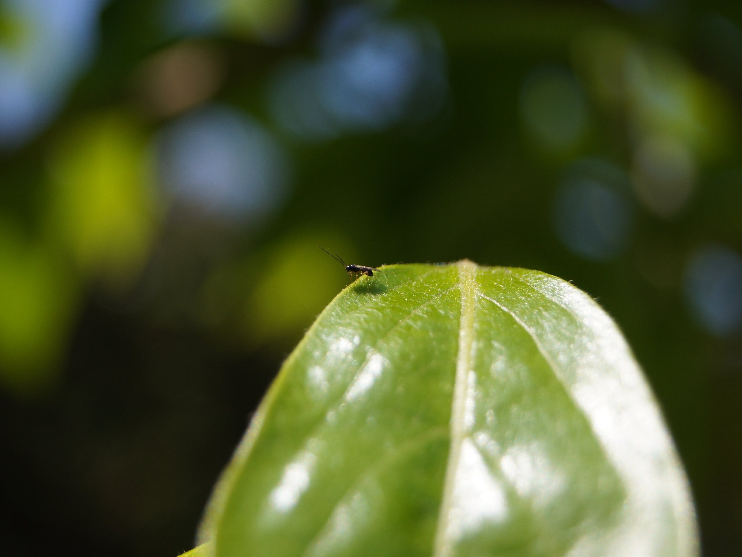 Fonds d'cran Animaux Insectes - Mouches Mais o son les autres ?