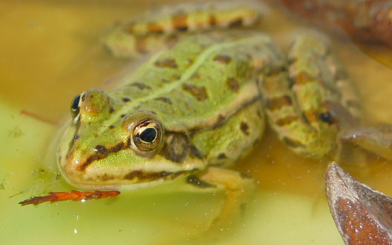 Fonds d'cran Animaux Grenouilles - Crapauds 