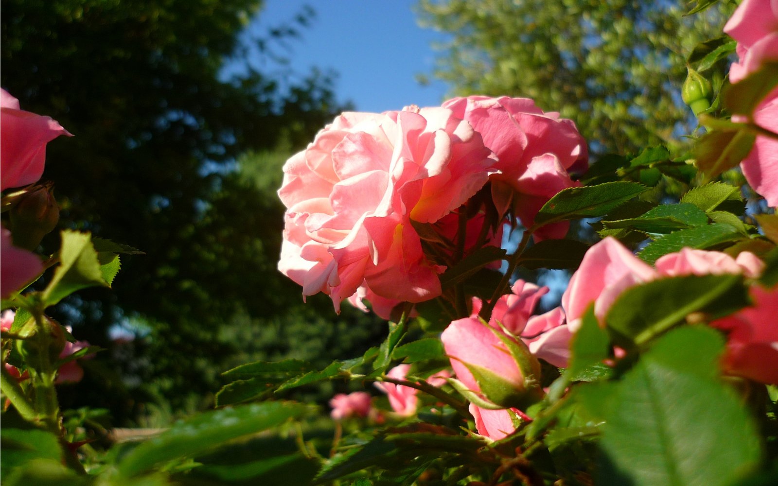 Wallpapers Nature Flowers Fleurs