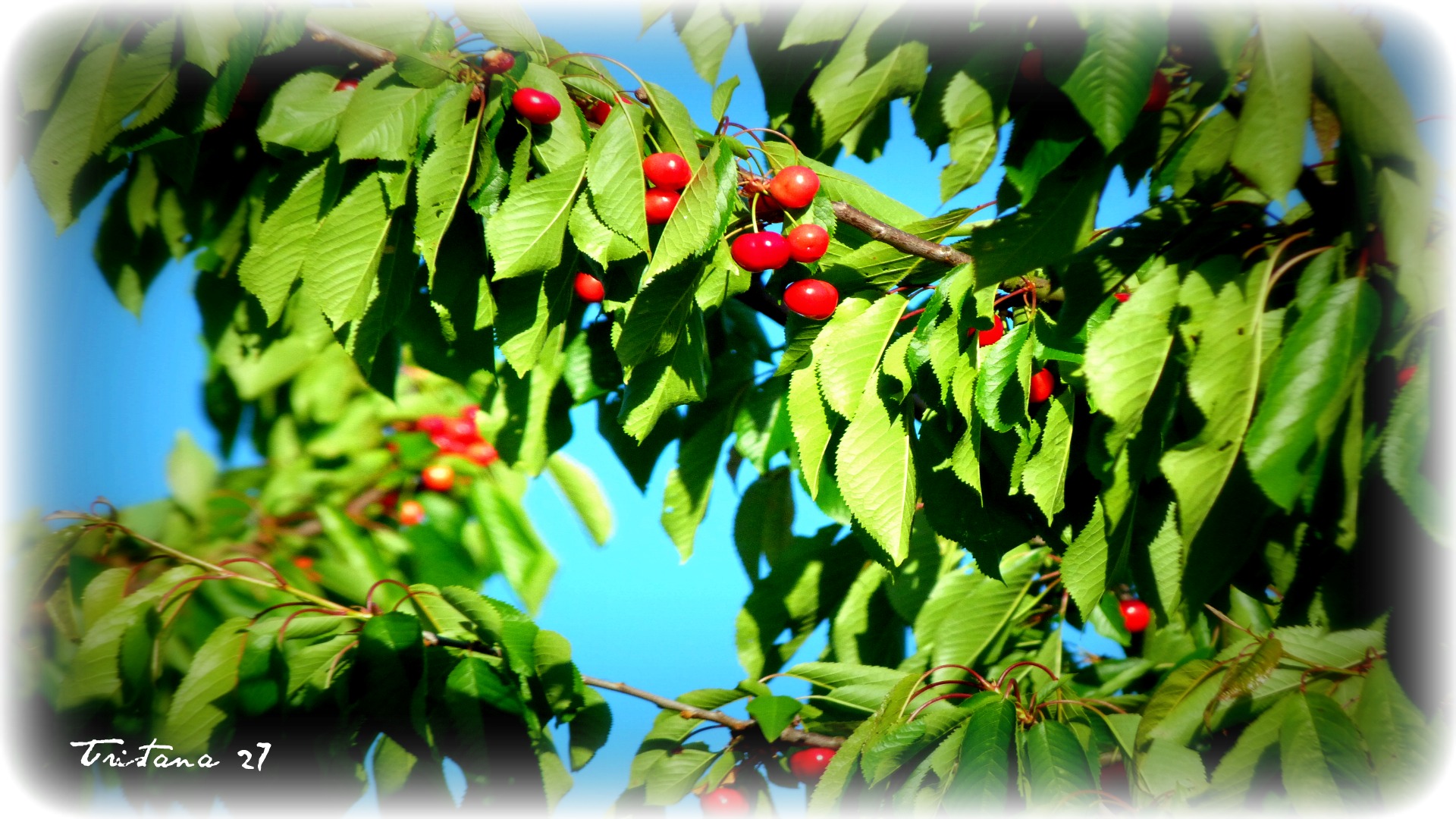 Wallpapers Nature Fruits 