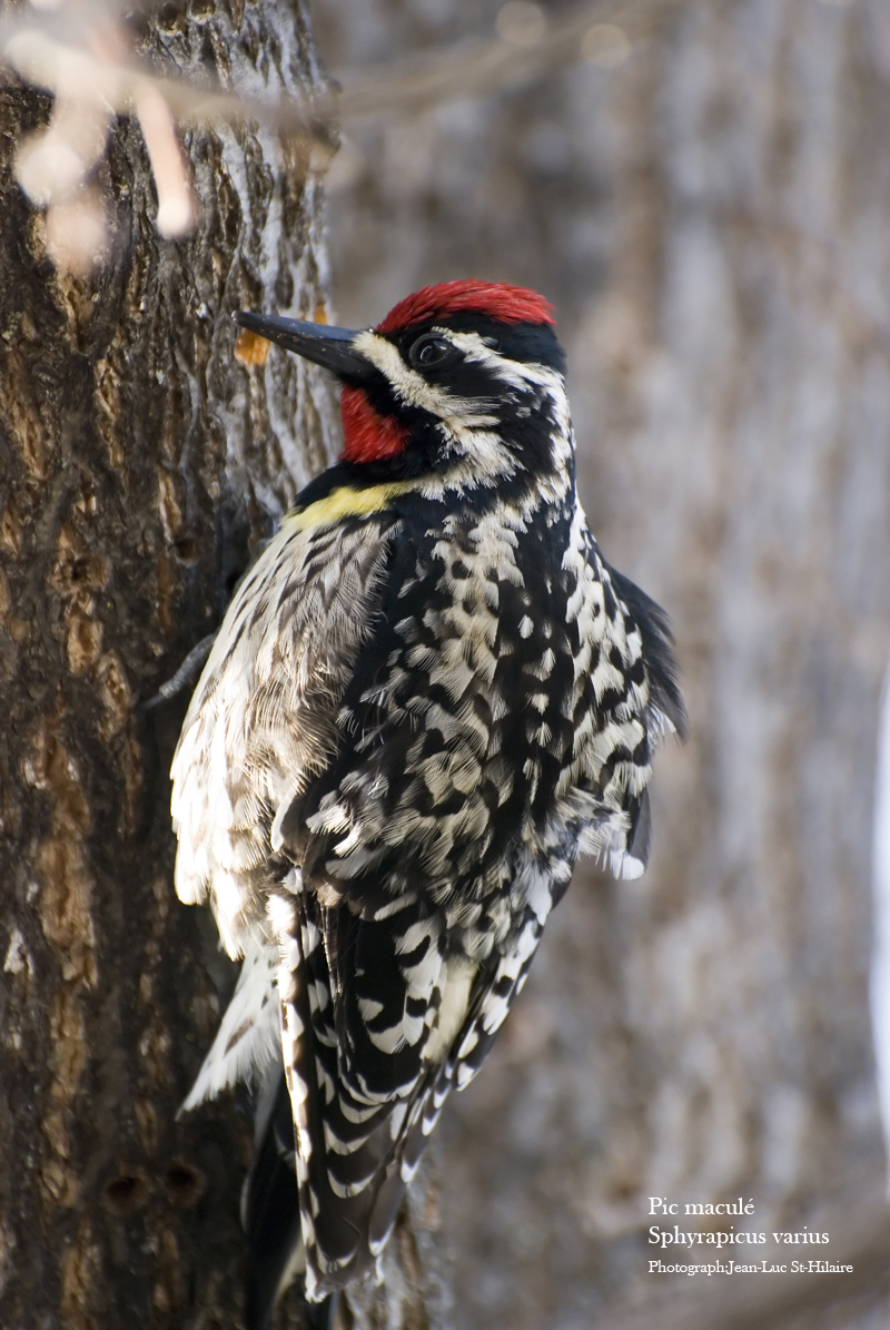 Wallpapers Animals Birds - Woodpeckers Pic macul  Sphyrapicus varius 