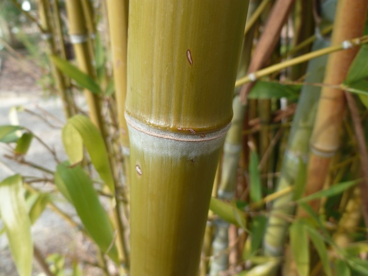 Fonds d'cran Nature Arbres - Forts Bambou