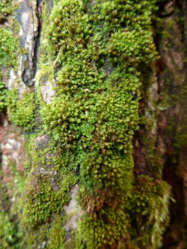 Fonds d'cran Nature Mousses - Lichens Mousse - Jardin Botannique Bordeaux