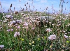 Wallpapers Nature Fleurs Bretonnes