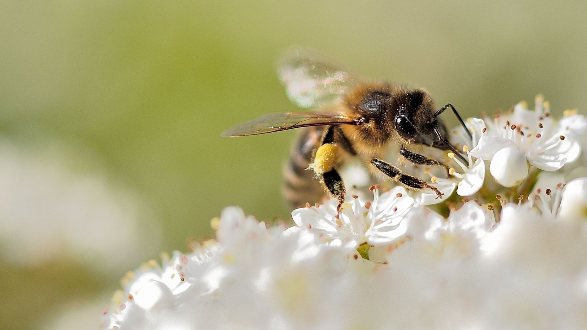 Fonds d'cran Animaux Insectes - Abeilles Gupes ... l'ardeur de la butineuse