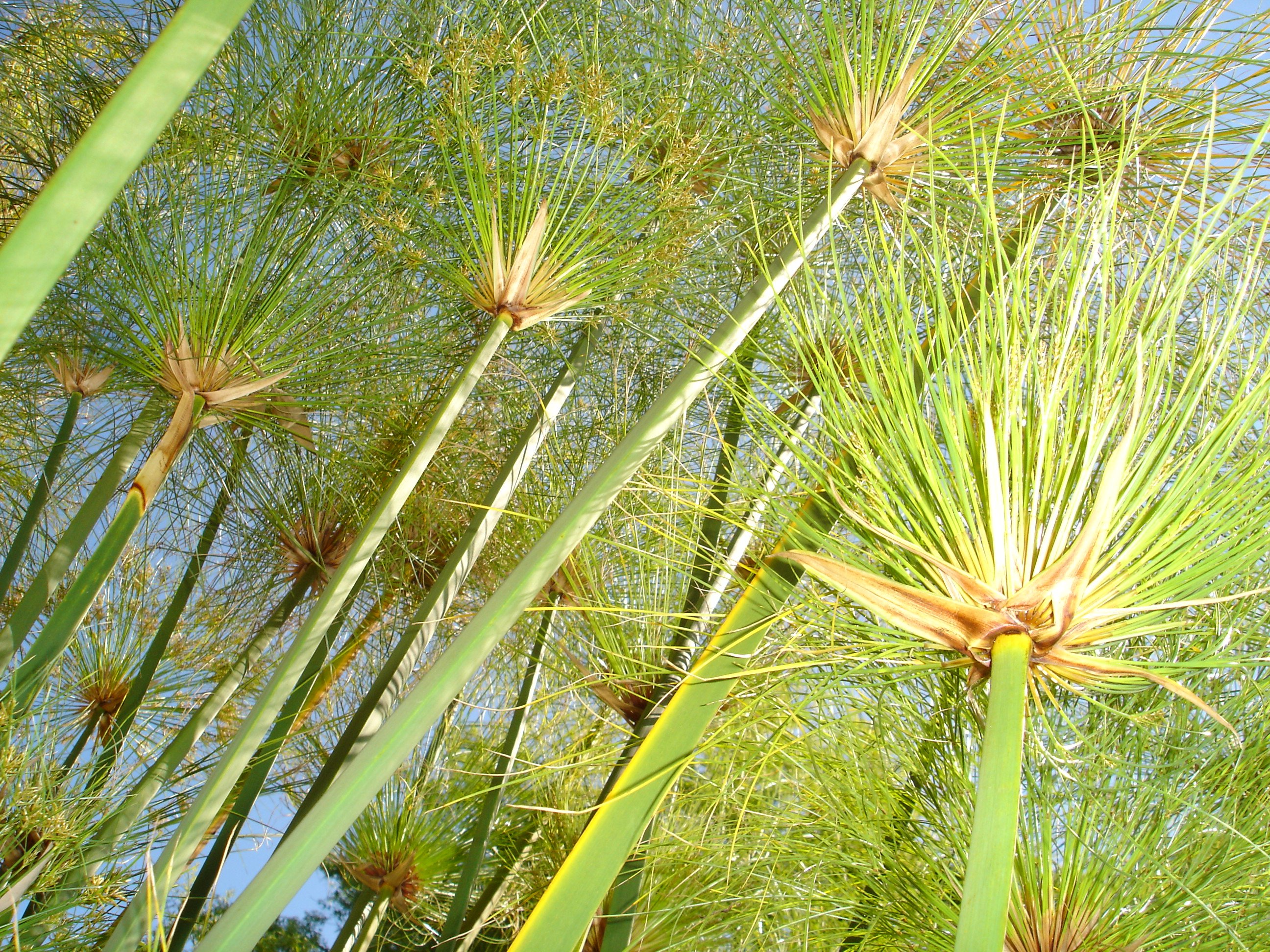 Fonds d'cran Nature Plantes - Arbustes Arbuste au soleil de La Bambouseraie