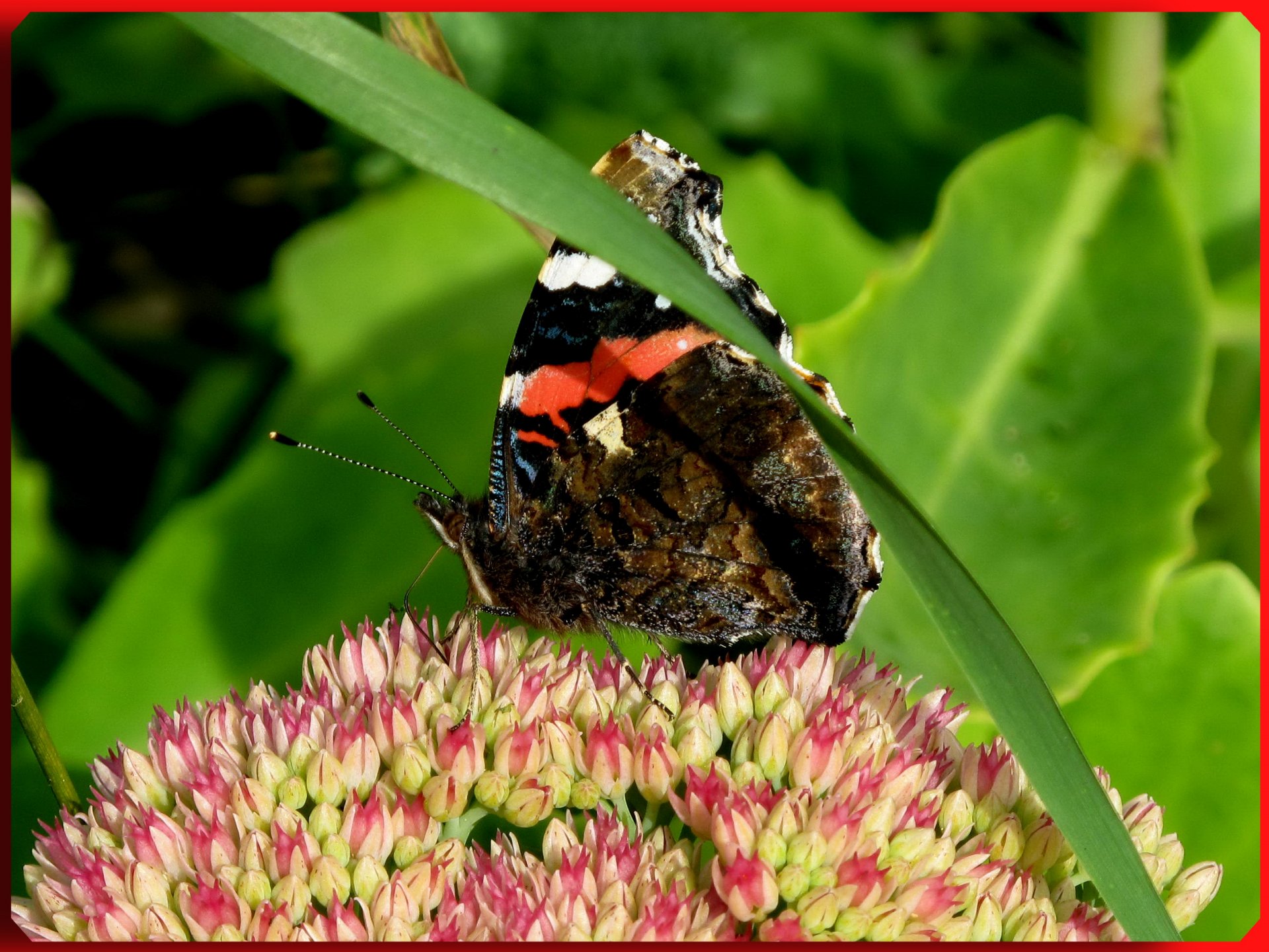 Fonds d'cran Animaux Insectes - Papillons 