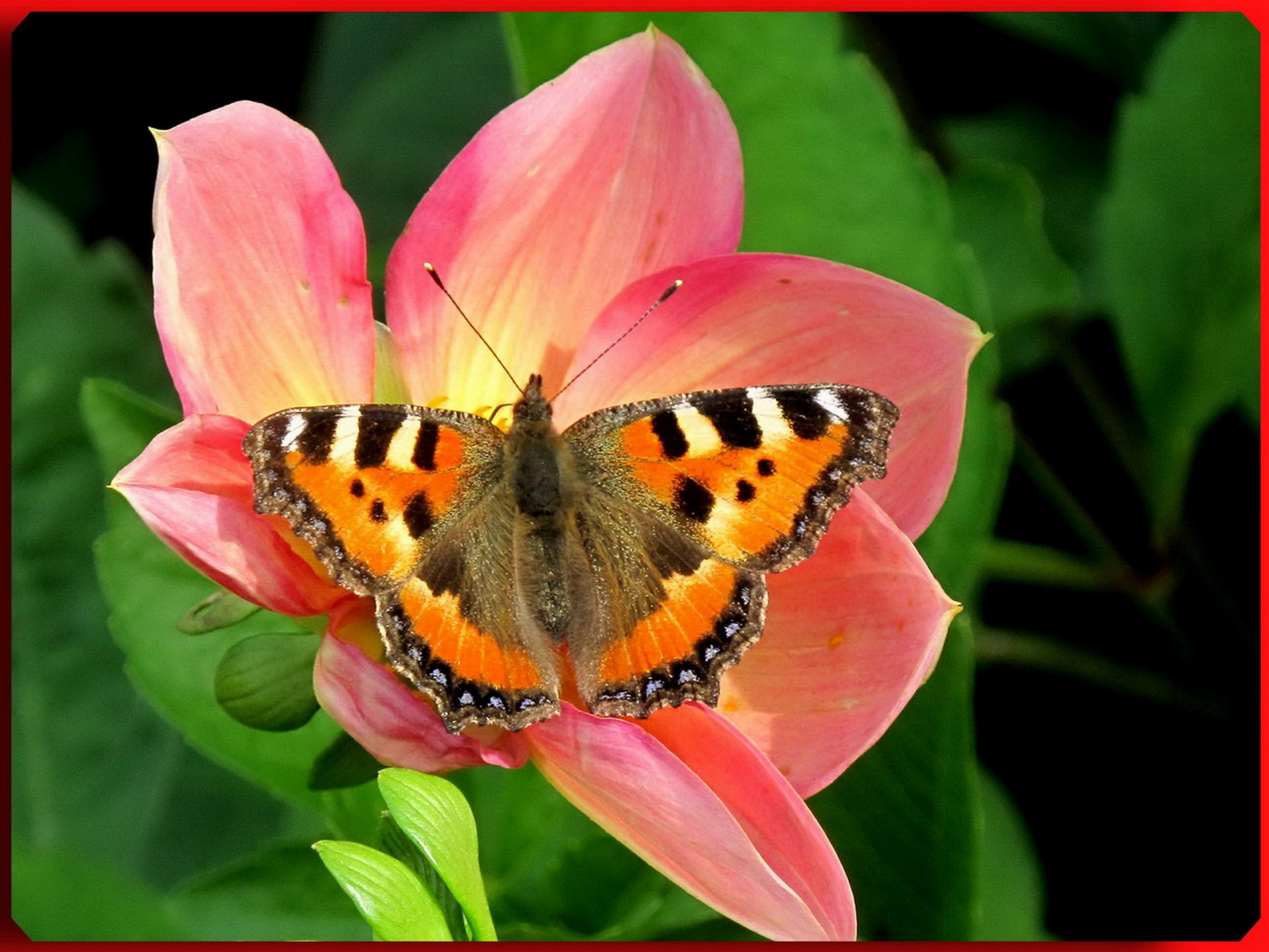 Fonds d'cran Animaux Insectes - Papillons 