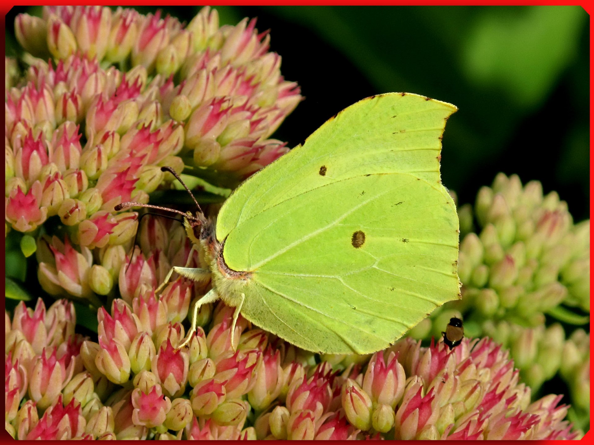 Fonds d'cran Animaux Insectes - Papillons 