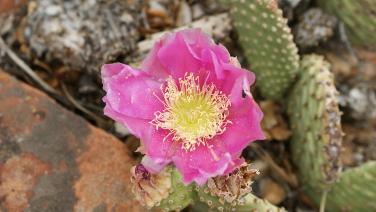 Fonds d'cran Nature Fleurs Fleur de cactus