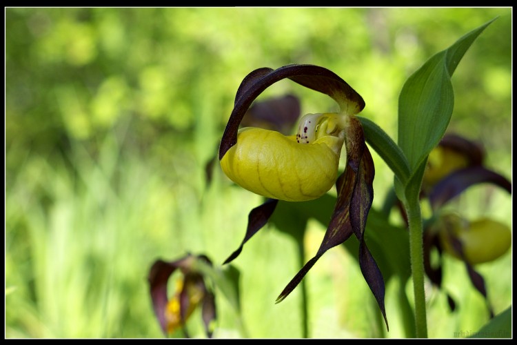 Fonds d'cran Nature Fleurs Cypripedium calceolus