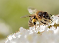 Fonds d'cran Animaux l'ardeur de la butineuse