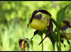 Fonds d'cran Nature Cypripedium calceolus