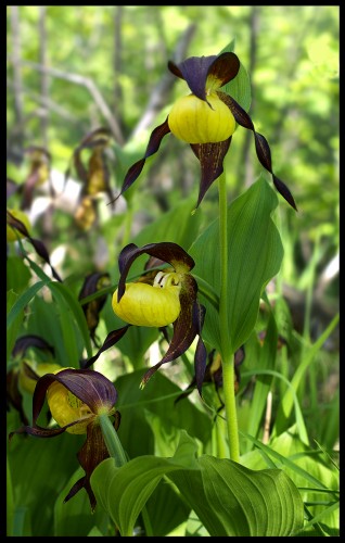 Fonds d'cran Nature Fleurs  Cypripedium calceolus 2.