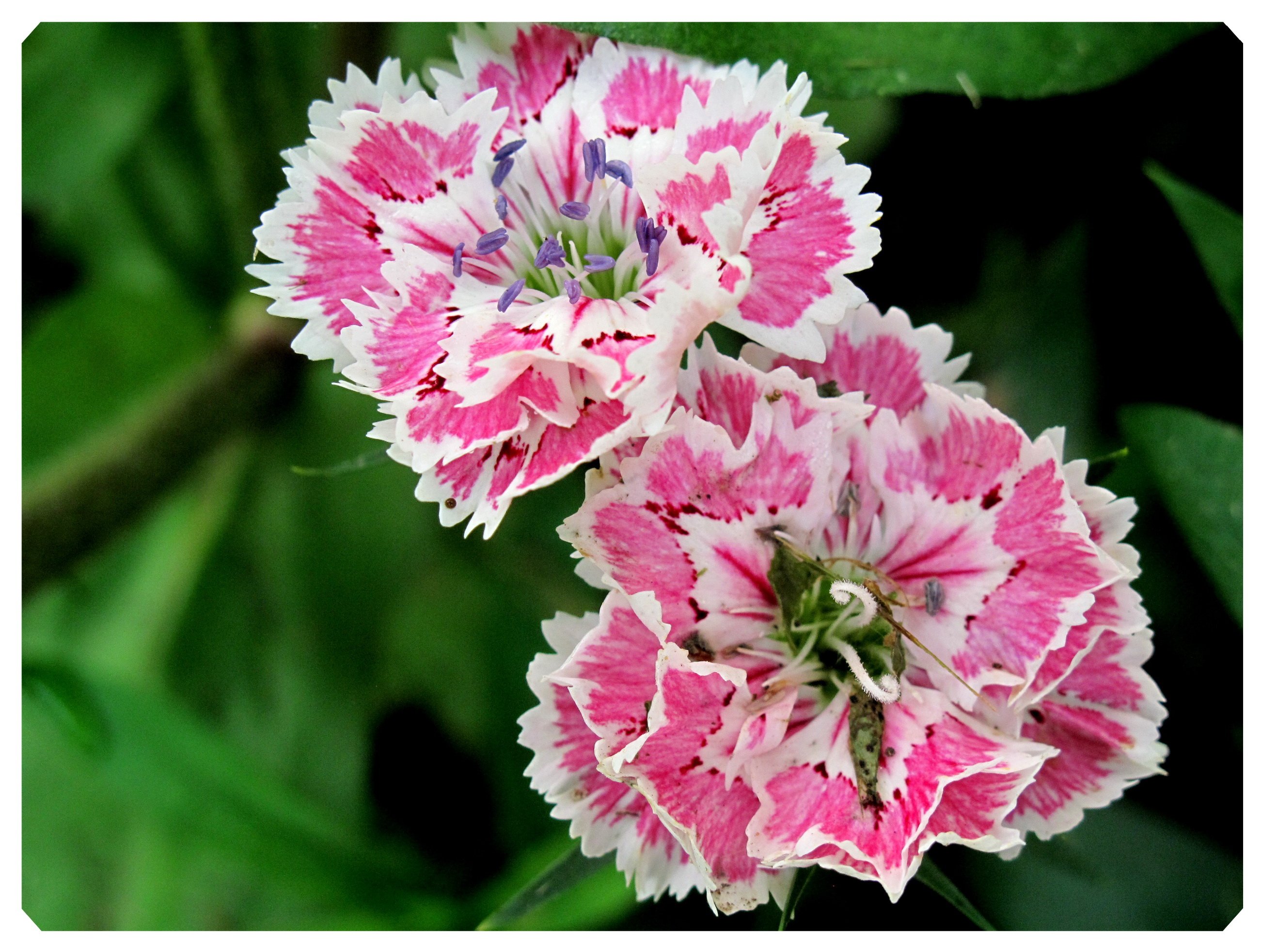 Fonds d'cran Nature Fleurs 