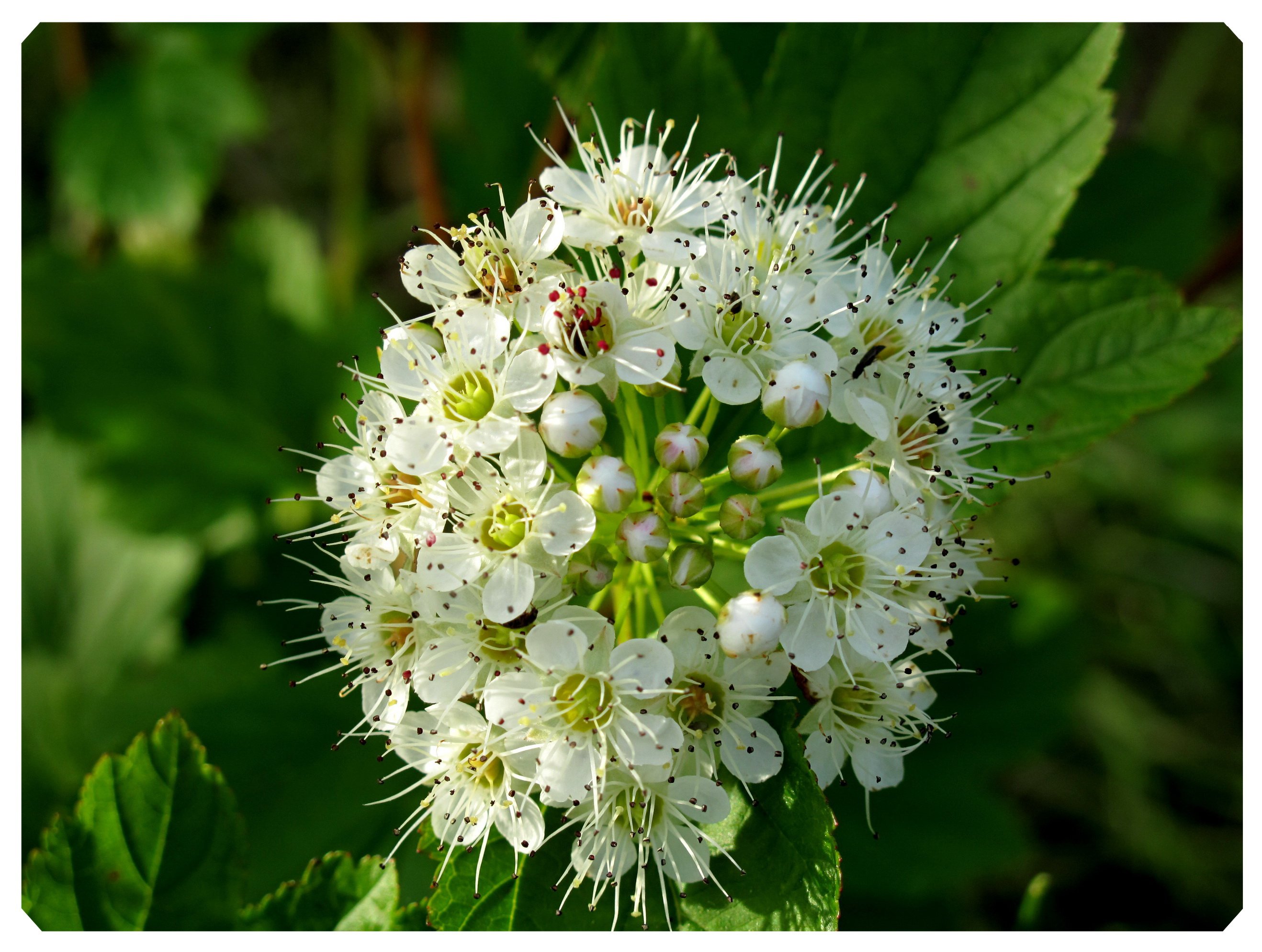 Fonds d'cran Nature Fleurs 