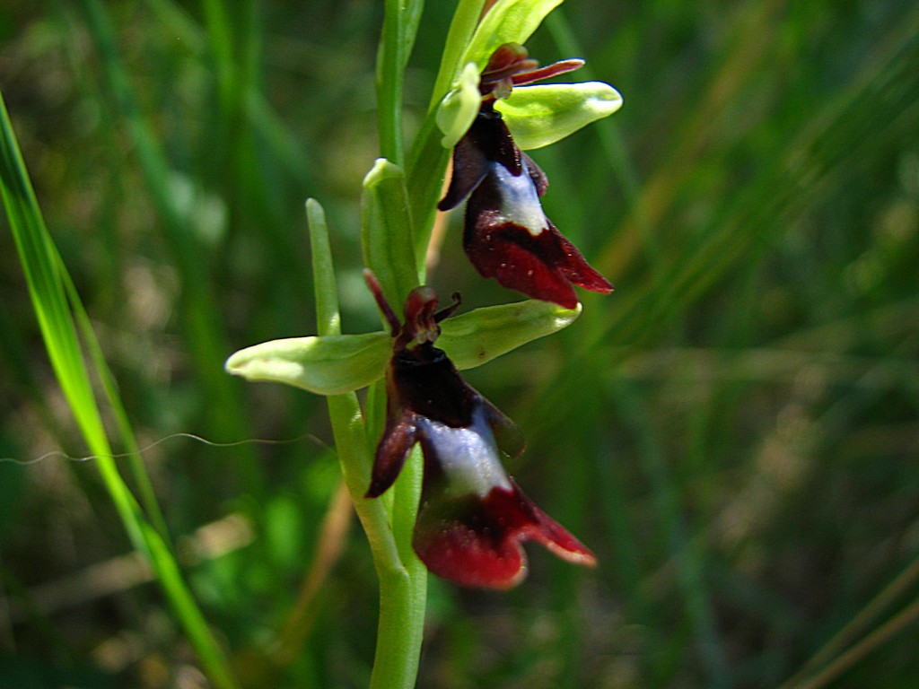 Fonds d'cran Nature Fleurs l'ophrys mouche