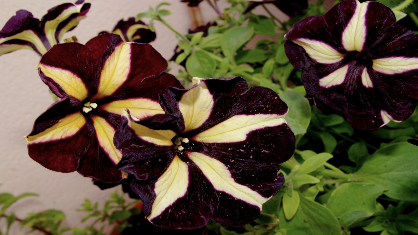 Fonds d'cran Nature Fleurs de sur mon balcon with love