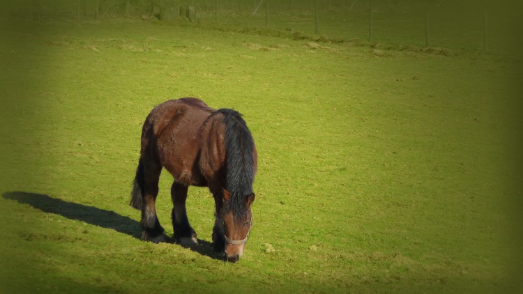 Fonds d'cran Animaux Chevaux Cheval de trait