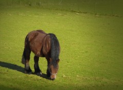 Fonds d'cran Animaux Cheval de trait