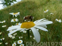 Fonds d'cran Animaux abeille