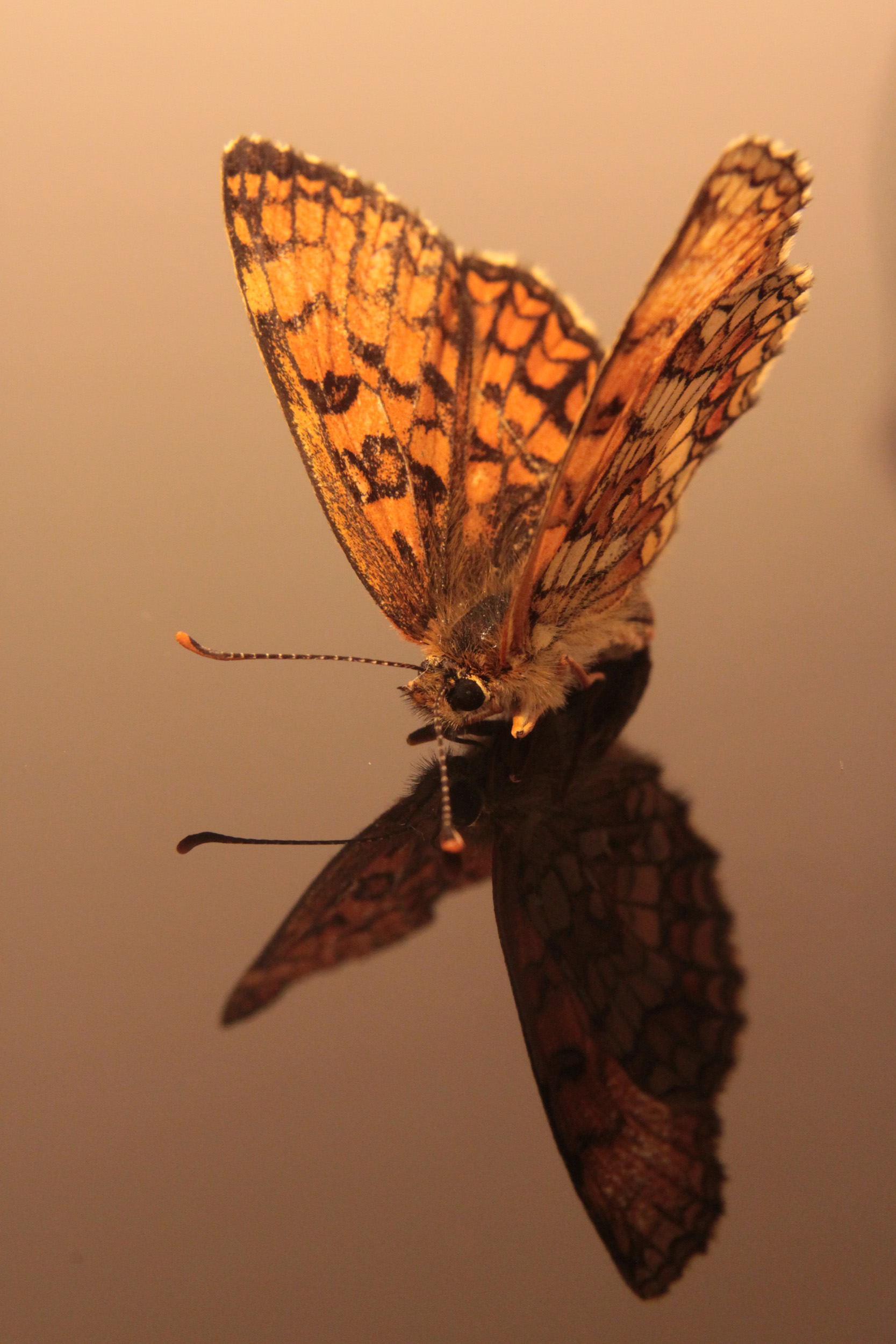 Fonds d'cran Animaux Insectes - Papillons Papillon