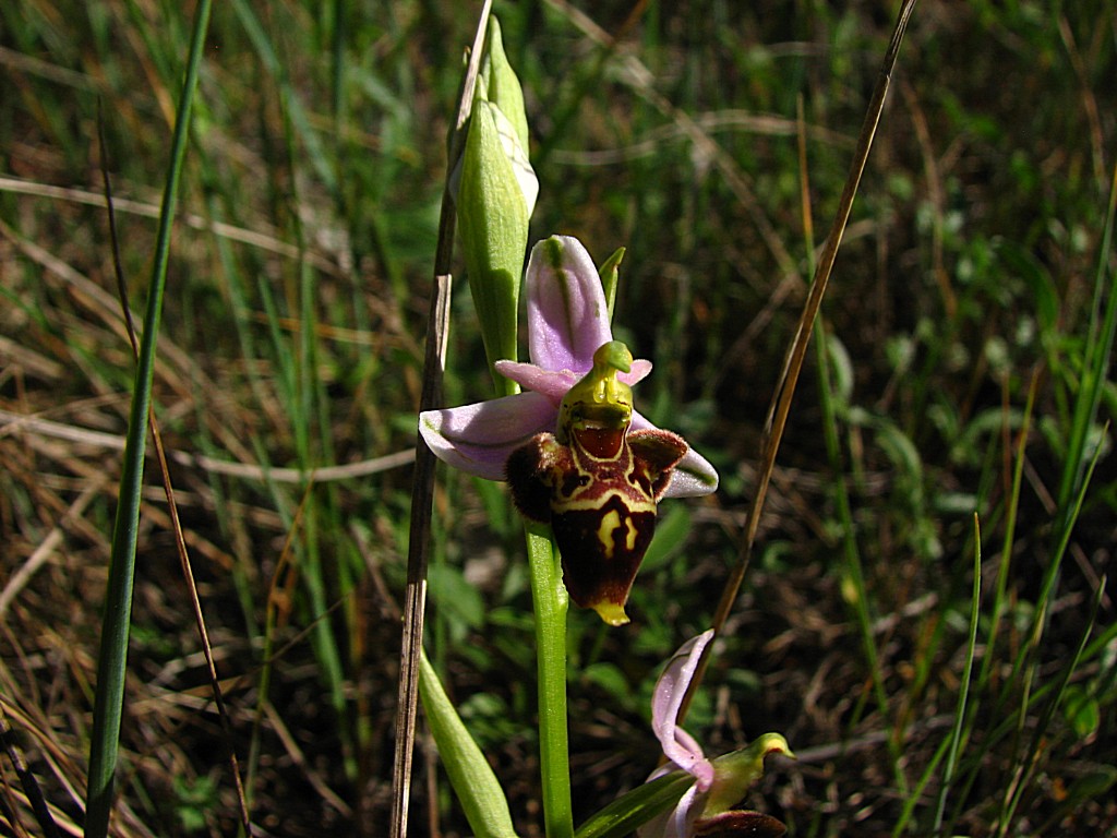 Fonds d'cran Nature Fleurs l'ophrys bourdon