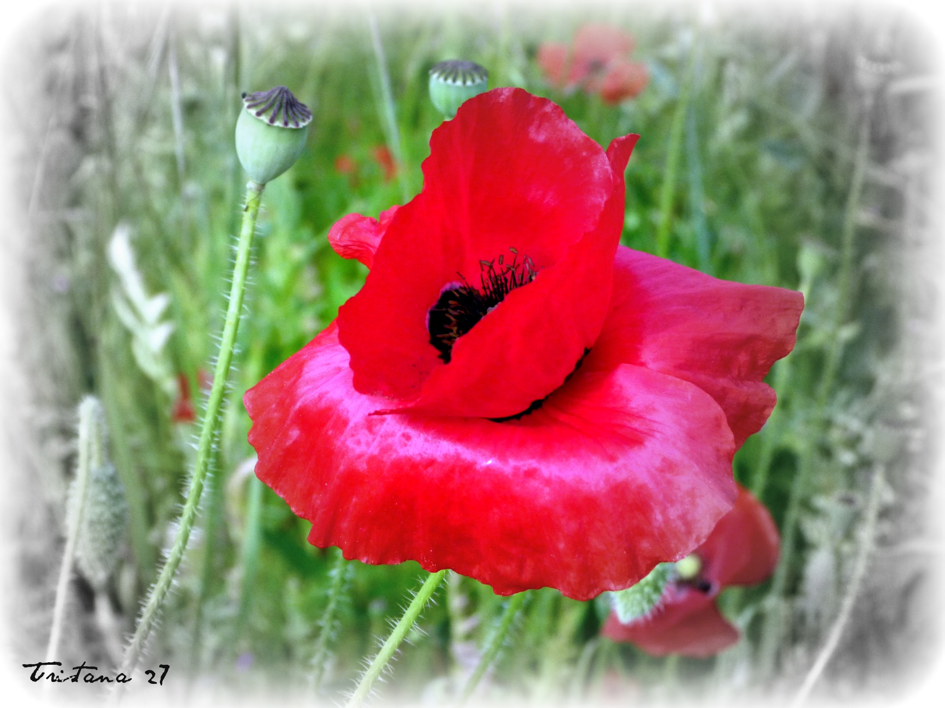 Fonds d'cran Nature Fleurs 