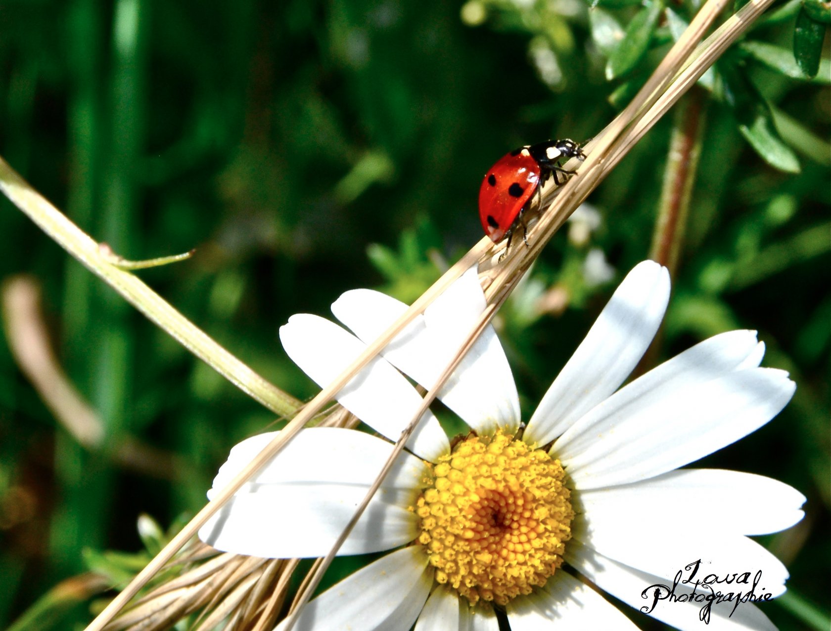 Fonds d'cran Animaux Insectes - Coccinelles coccinelle