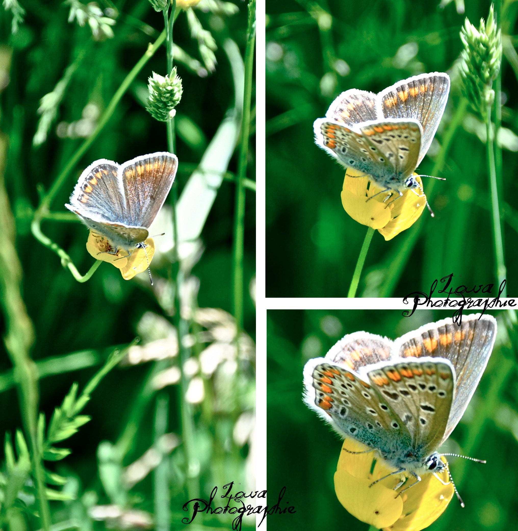 Fonds d'cran Animaux Insectes - Papillons 