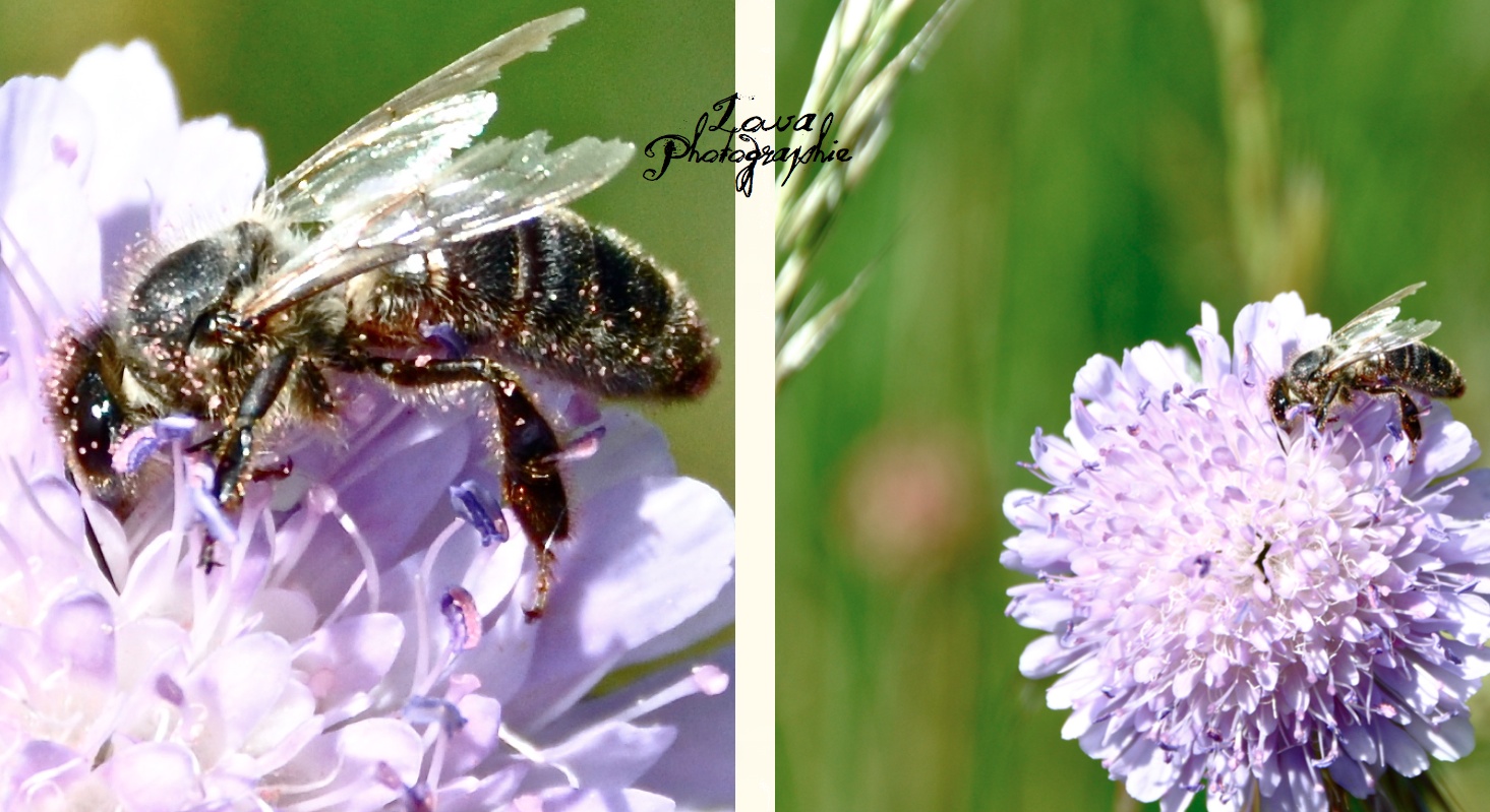 Fonds d'cran Animaux Insectes - Abeilles Gupes ... 