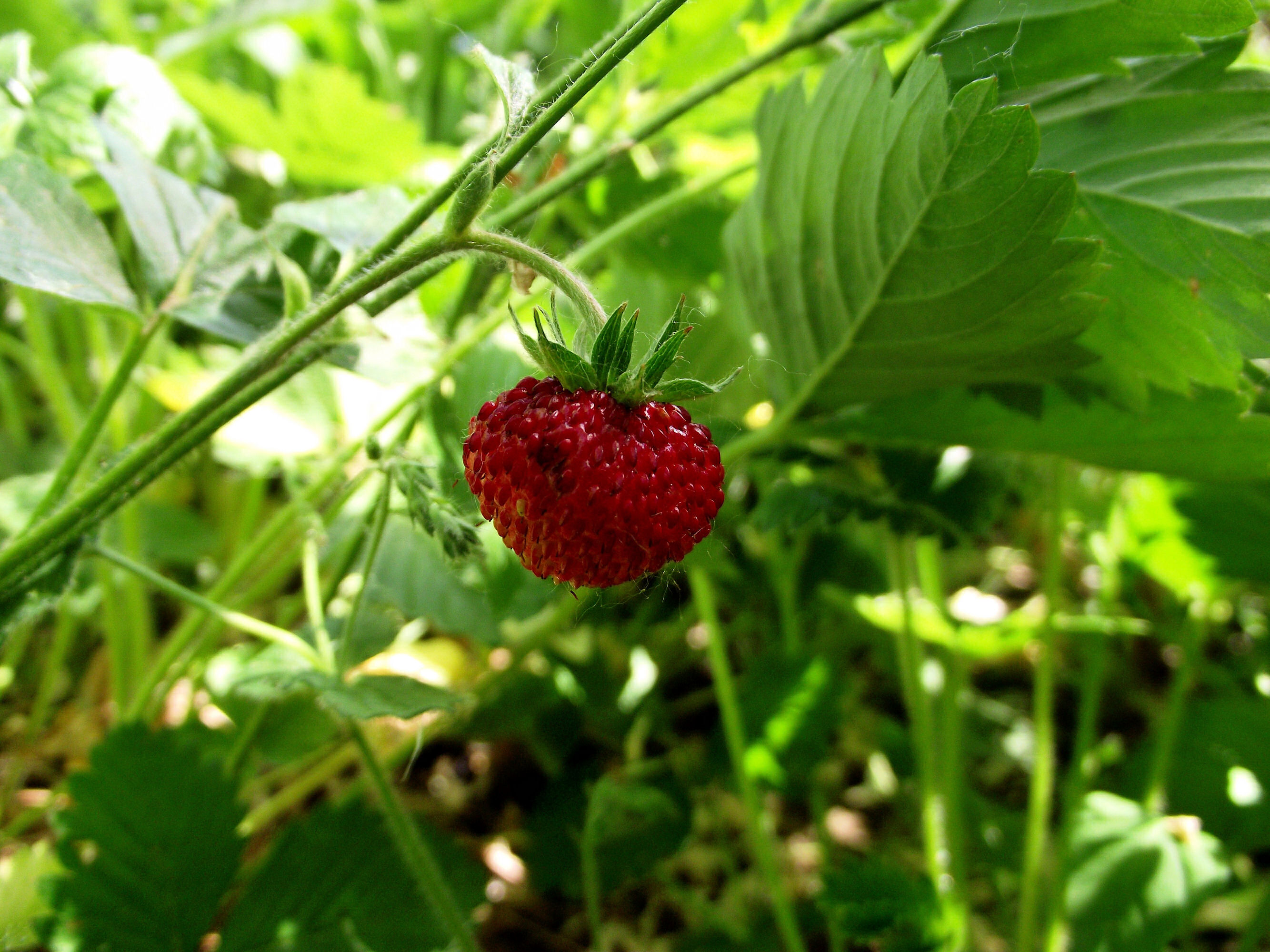 Wallpapers Nature Fruits Fraise des bois