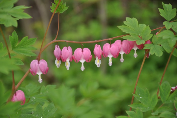 Fonds d'cran Nature Fleurs Fleurs de mai  la campagne