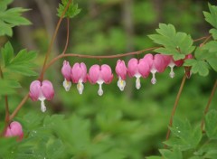 Fonds d'cran Nature Fleurs de mai  la campagne