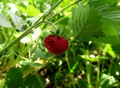 Fonds d'cran Nature Fraise des bois