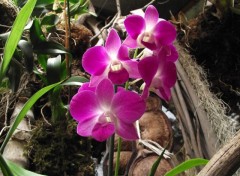 Wallpapers Nature orchides