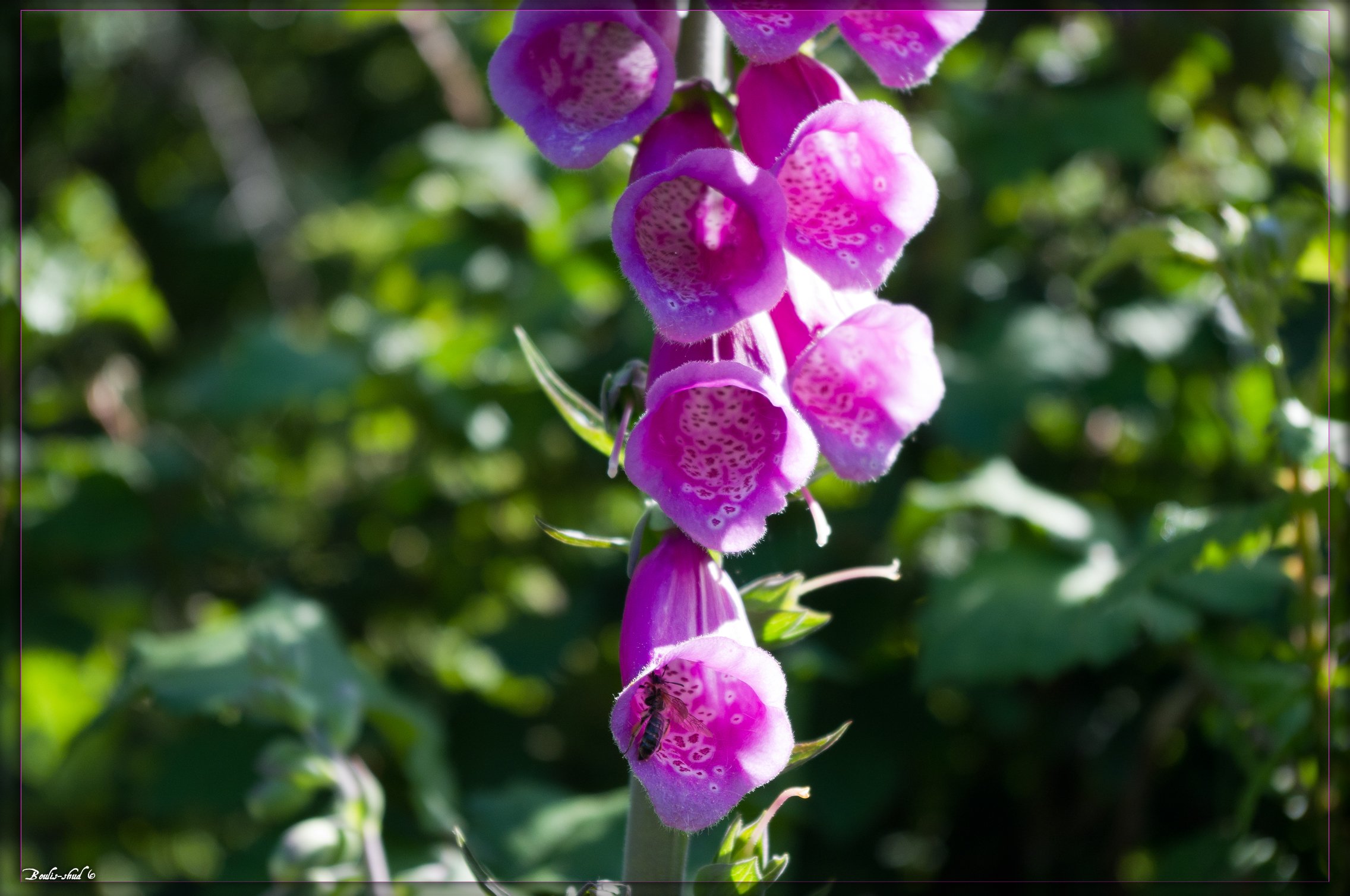 Fonds d'cran Nature Fleurs Butinage digitale.