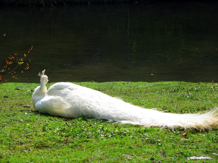 Wallpapers Animals Birds - Peacocks Contemplation...