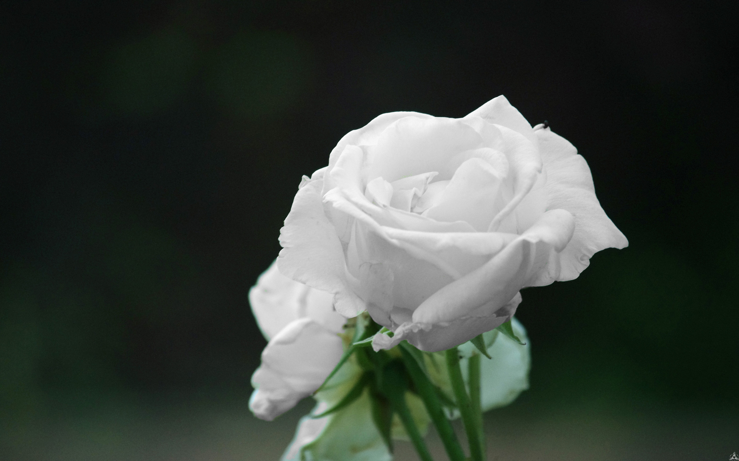 Fonds d'cran Nature Fleurs ROSES 