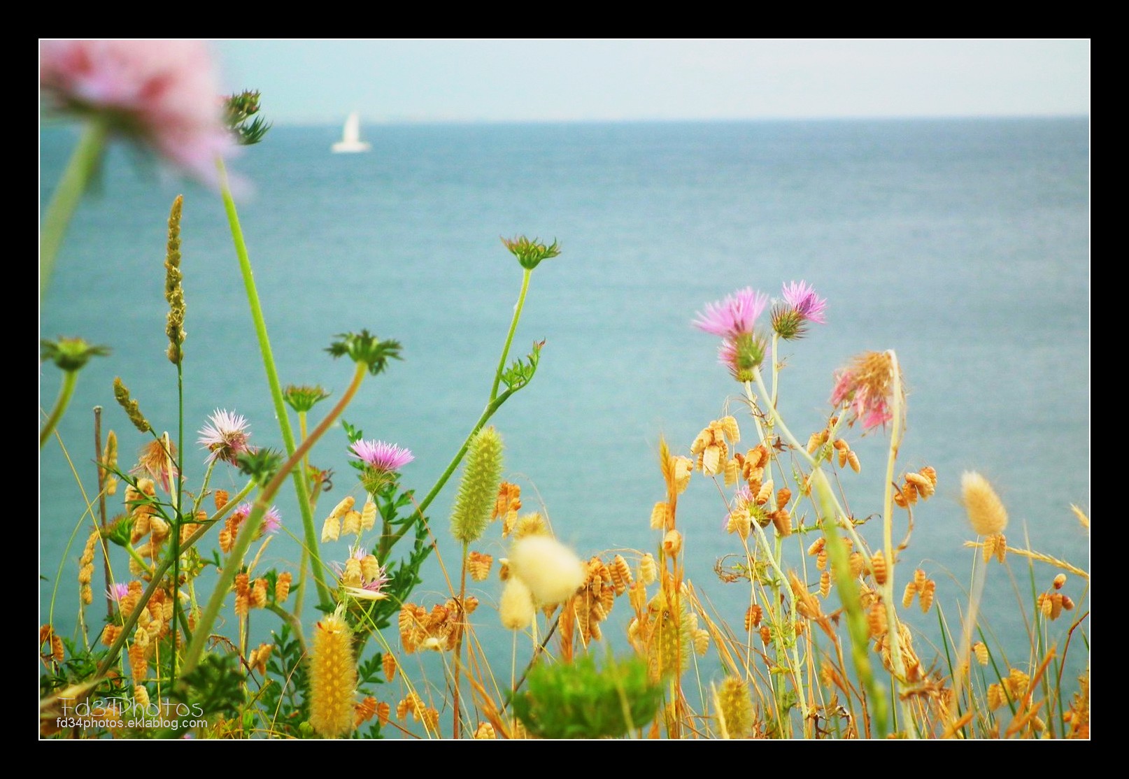 Fonds d'cran Nature Fleurs 