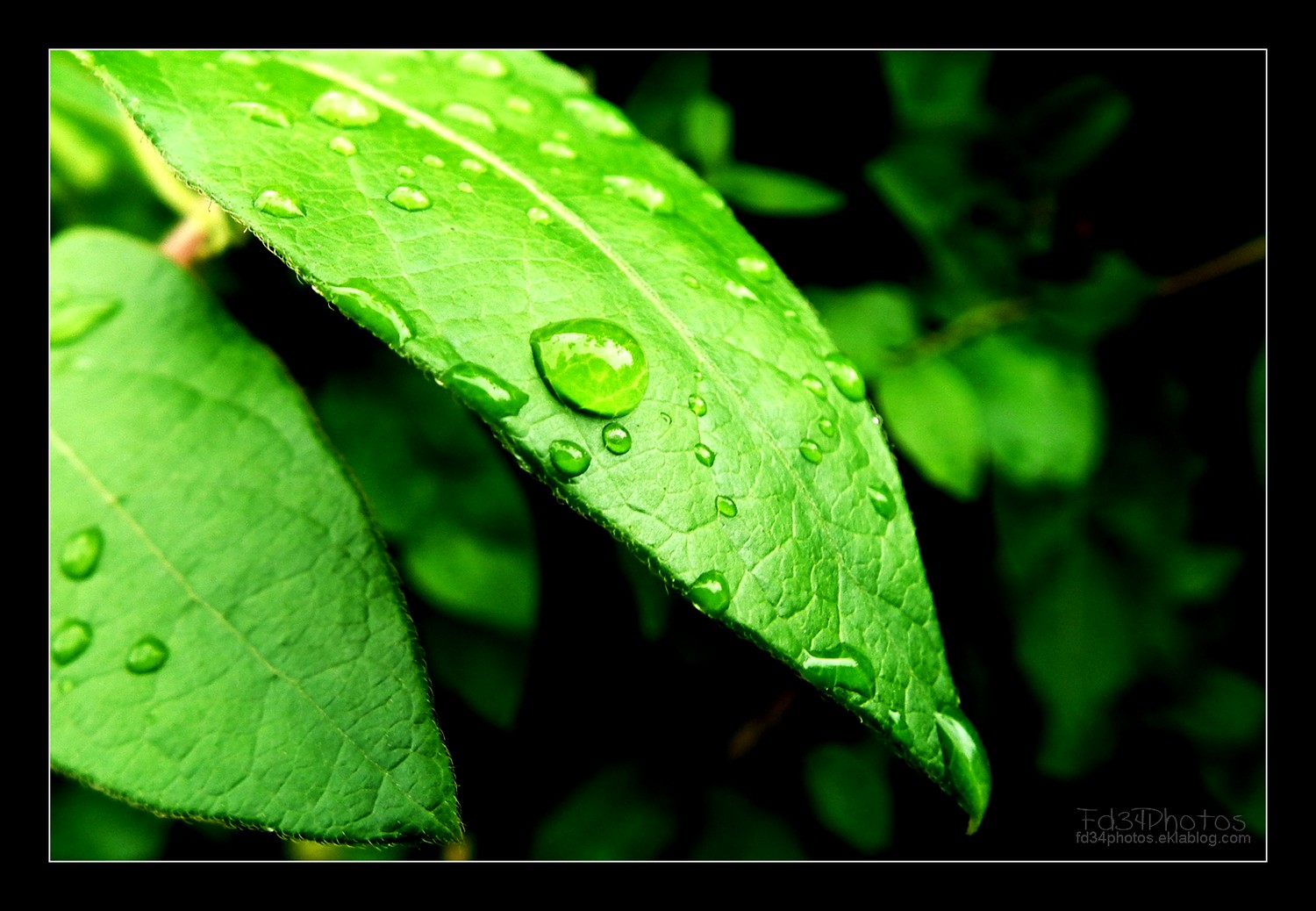 Wallpapers Nature Water - Drops 