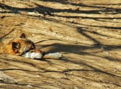 Fonds d'cran Animaux loup zoo prague