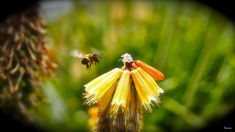 Fonds d'cran Animaux Insectes - Abeilles Gupes ... Wallpaper N281313