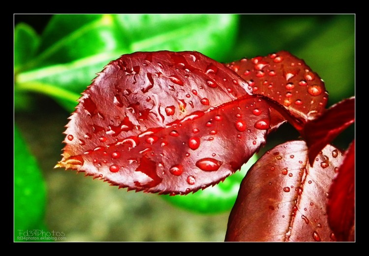 Wallpapers Nature Water - Drops Wallpaper N281314