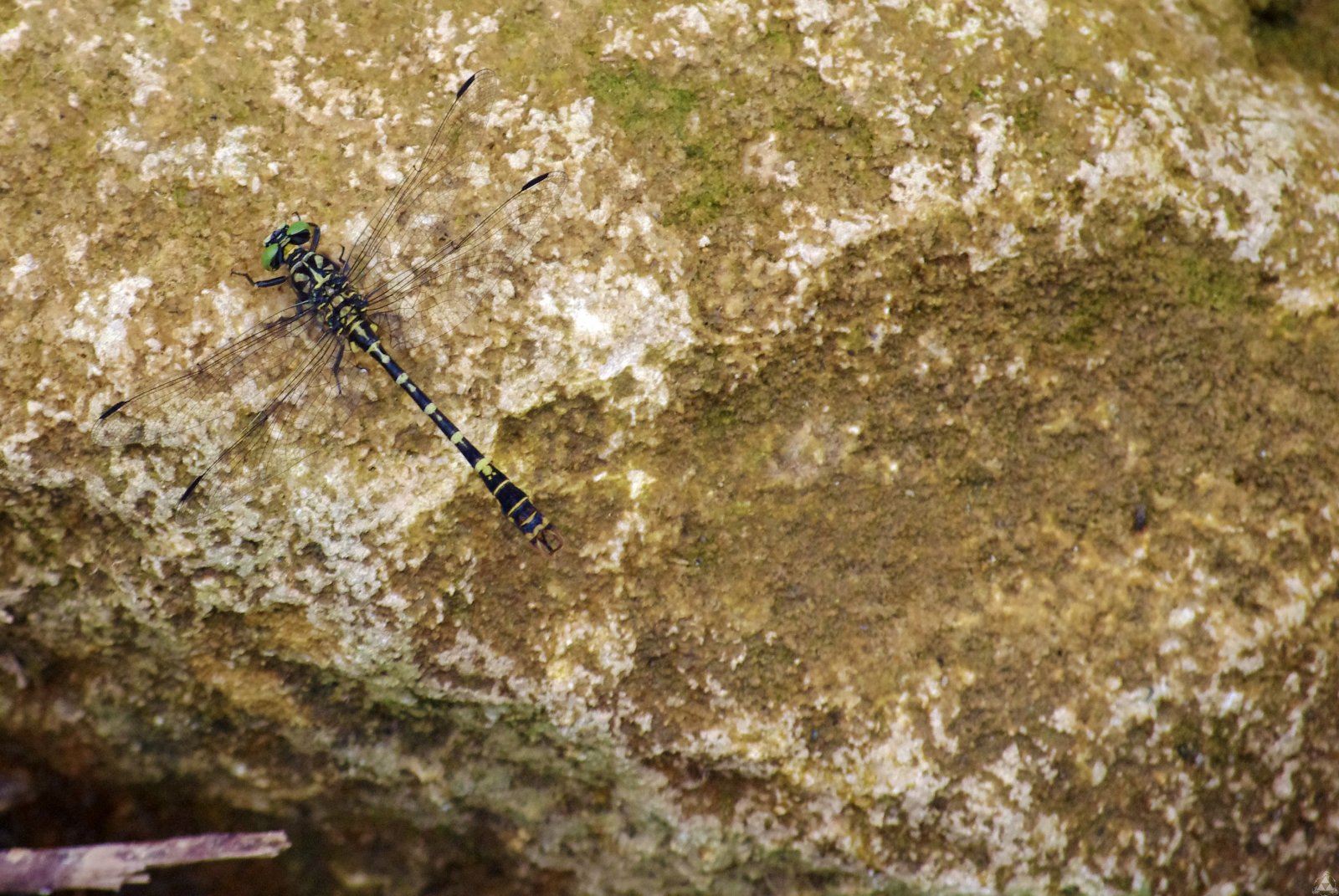 Fonds d'cran Animaux Insectes - Libellules liBB