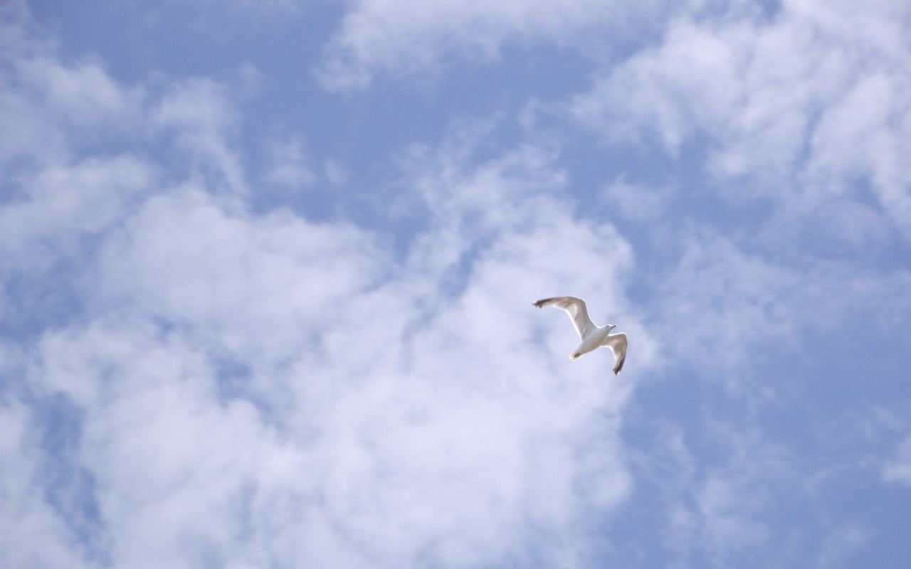 Wallpapers Animals Birds - Gulls 